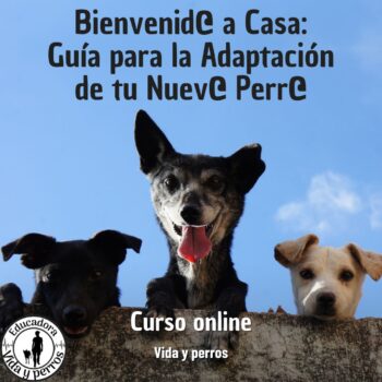 Guía para la adaptación de tu nuevo perro